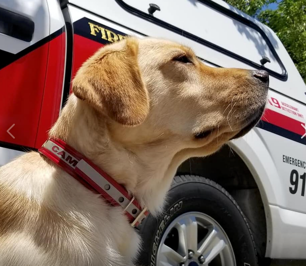 K9 Line 1.25 Pro LMR Red Hot Safety Series